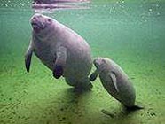 Image of manatee and pup