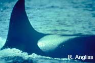 Image of killer whale fin