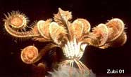 Photo of feather star