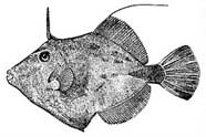 Illustration of the plainhead filefish
