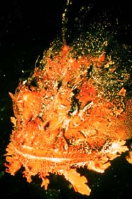 Image of head of scorpion fish