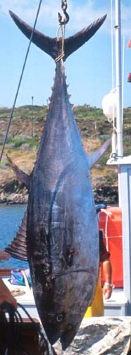 Image of a tuna