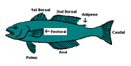 Diagram of paired fins on fish