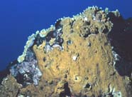 Image of brown fire coral