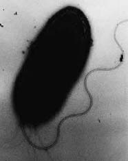 Image of a bacterium