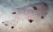 Photgraph of a flatfish