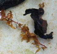 Image of seahorse with seaweed