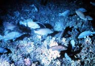 Image of fish on Oculina Banks