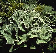Image of coral