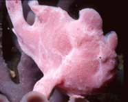 Photo of a pink frogfish
