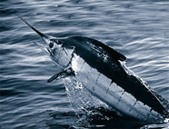 Photograph of a blue marlin