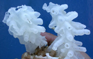 Photograph of glass sponges