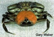 Image of gravid crab