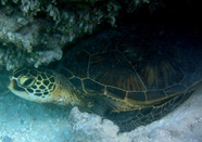 Photograph of a green turtle