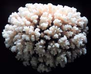 Image of hard coral skeleton