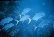 Photo of a pack of crevalle jacks