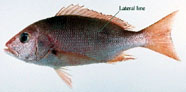 Image of snapper