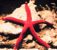 Image of a red starfish