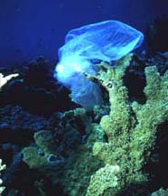 Image of plastic bag stuck on coral