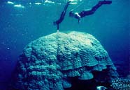 Image of massive coral colony