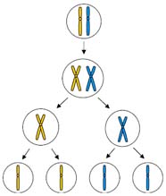 Diagram showing meiosis