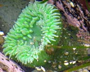 Image of a green sea anemone