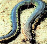 Image of polychaete worm