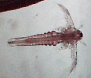 Image of metanauplius larva