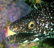 Photo of a spotted moray eel