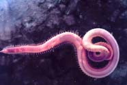 Image of marine worm (Annelida)