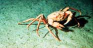Image of benthic crab