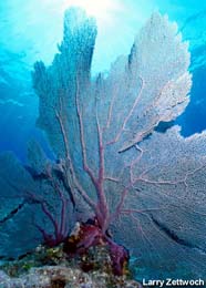 Image of sea fan (Gorgonia)