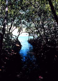Image of mangrove nursery area