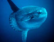 Image of an ocean sunfish