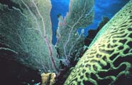 Image of sea fan (Octocorallia) with brain coral