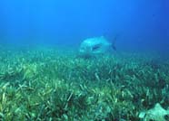 Image of seagrass bed