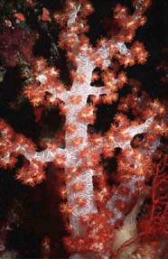 Image of soft coral