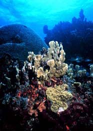 Image of a healthy reef