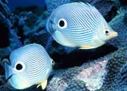 Image of ocelli of butterflyfish