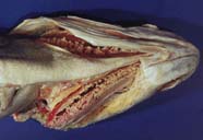 Image of ventral side of fish head