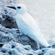 Image of white tern