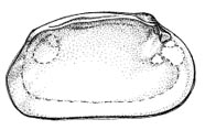 Graphic of bivalve shell