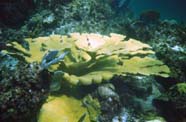 Image of coral <i>Acropora palmata</i>