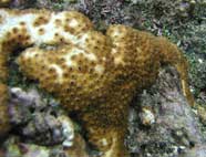 Photo of a palytoxin soft bodied hexacoral