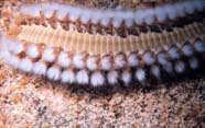 Image of a polychaete worm