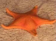 Image of a starfish with typical pentamerous body