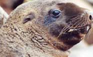 Photo of a Steller sea lion pup