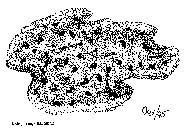Ilustration of a  placozoa
