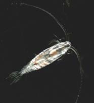 Image of planktonic copepod