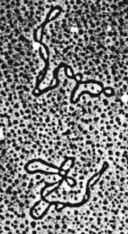 Image of plasmids